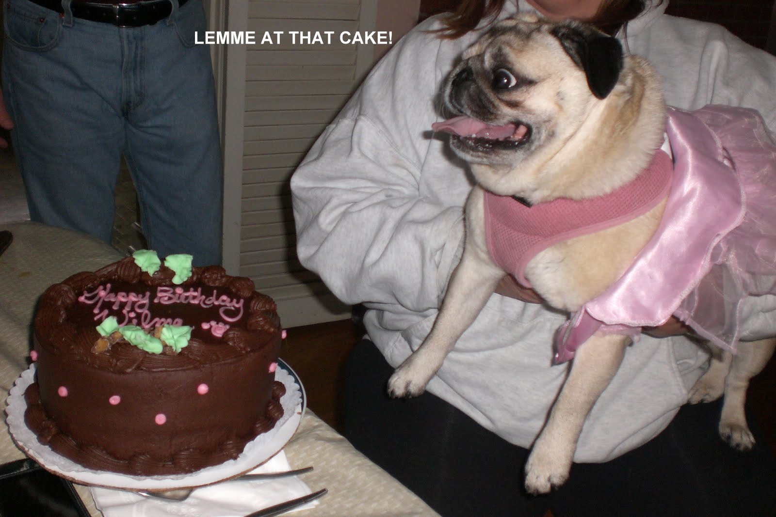 Wilma the Pug Let Them Eat Cake....or not