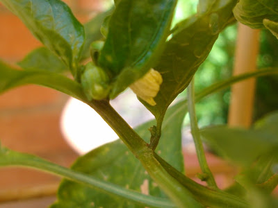 jardinera2.jpg