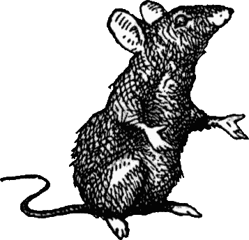 [rat.gif]