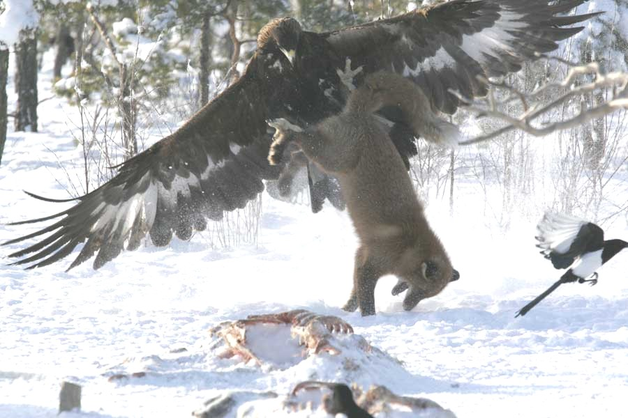 Falcon Images Golden Eagle Hunting Goat