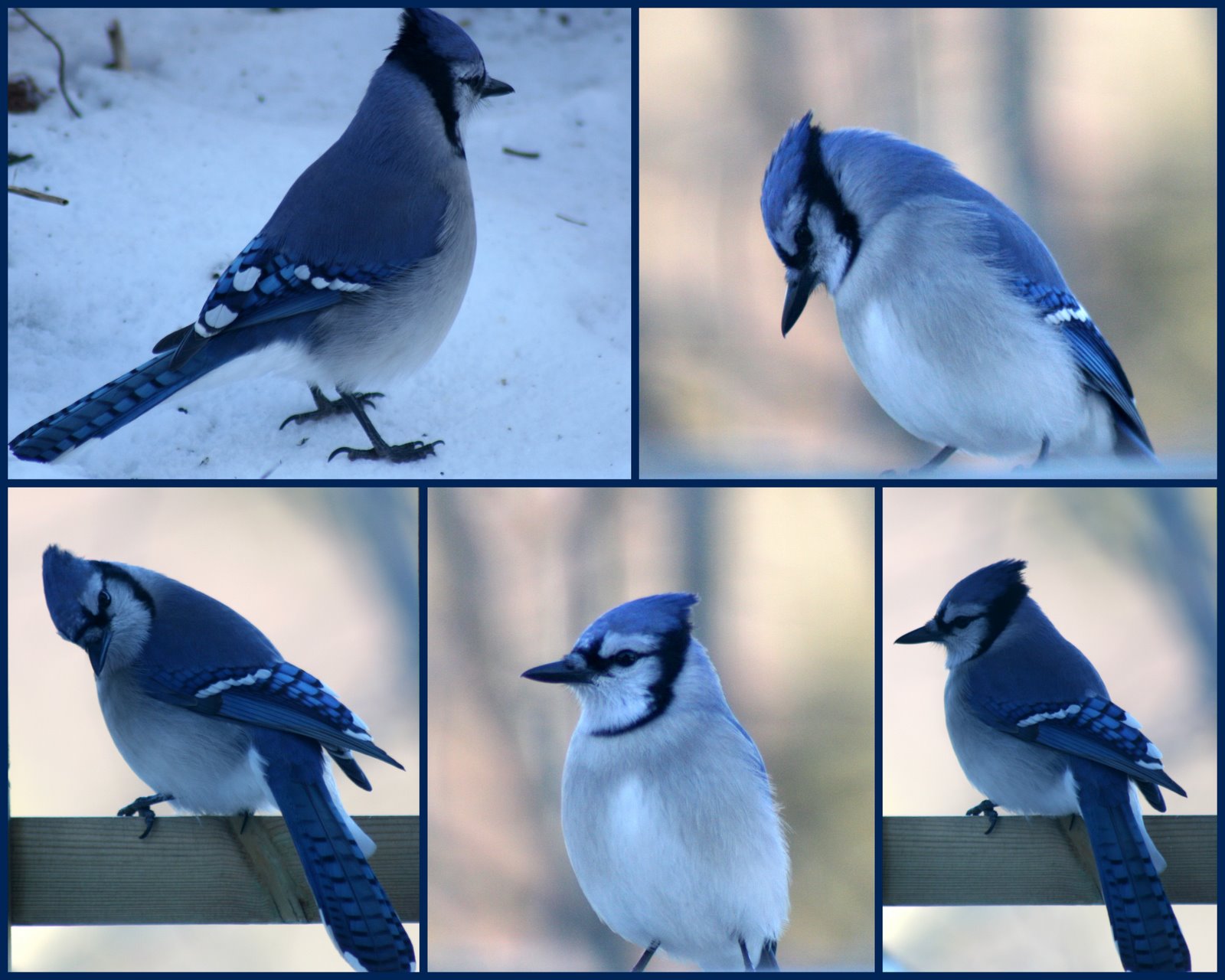 [birds-758945.jpg]