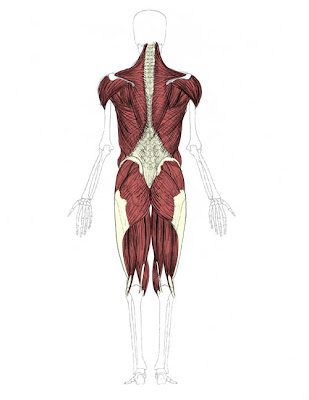 Upper Thigh Anatomy / Human Leg Bone Structure - Human Anatomy Details