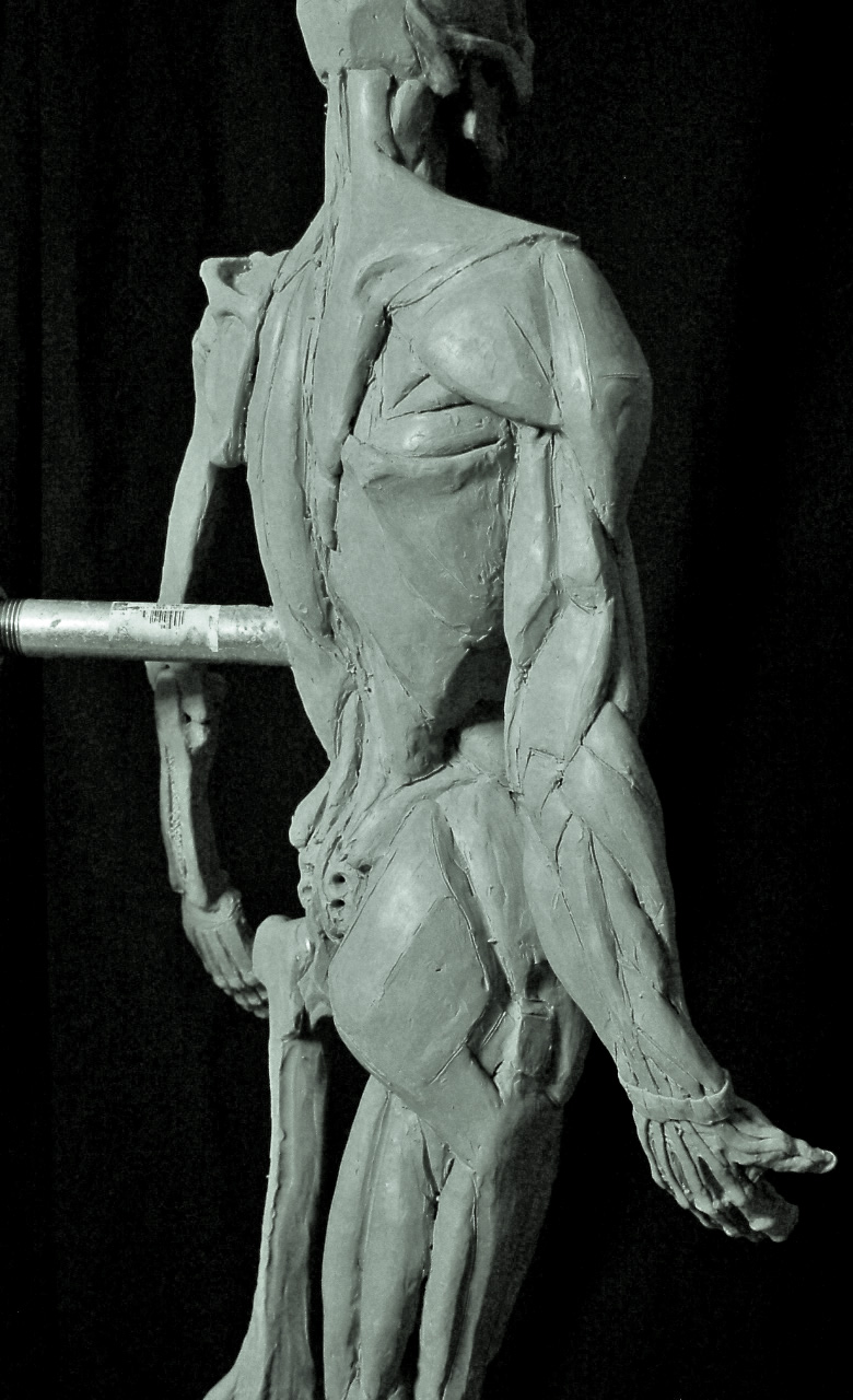RFX Design: DESIGN • ENERGY • MOTION: Ecorchè: The Muscles of the Arm