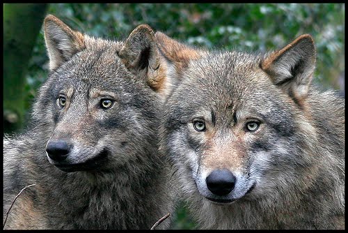[wolf.jpg]