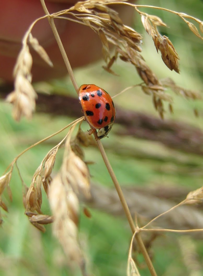 what do ladybugs eat fruit