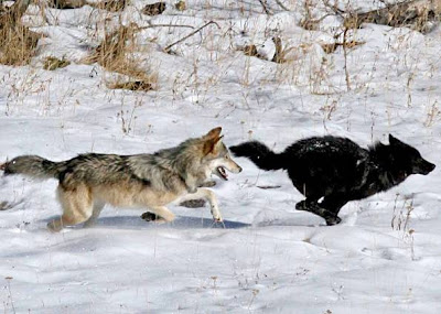 É possível cruzar lobo com cachorro?