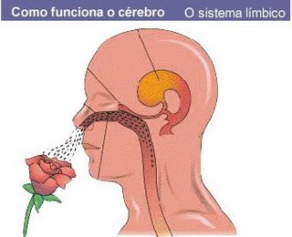 [sistema+limbico.jpg]