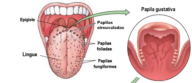 [Papila+Gustativa.jpg]