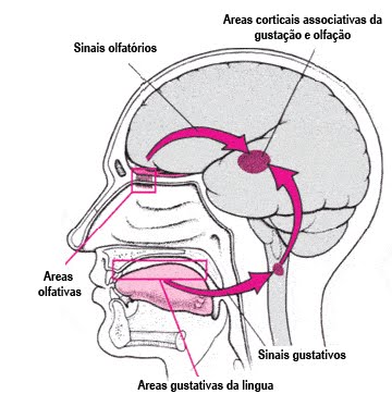 [via_gustativa1.jpg]