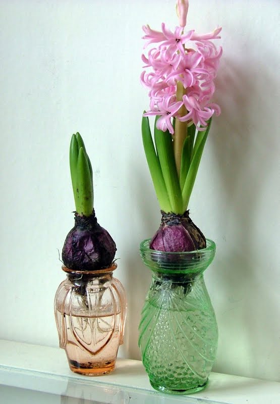 Kaylovesvintage hyacinth vases