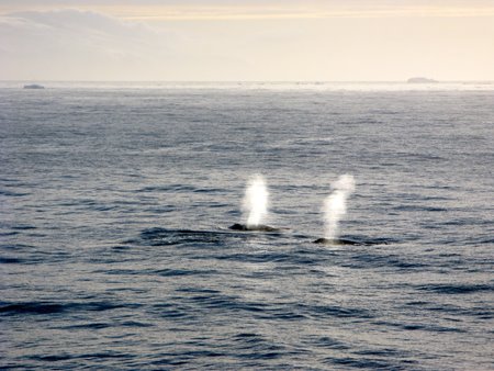 [whales2.jpg]