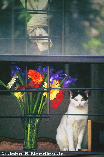 1_CAT IN WINDOW SERIES_ 18th Street Cat_Philadelphia