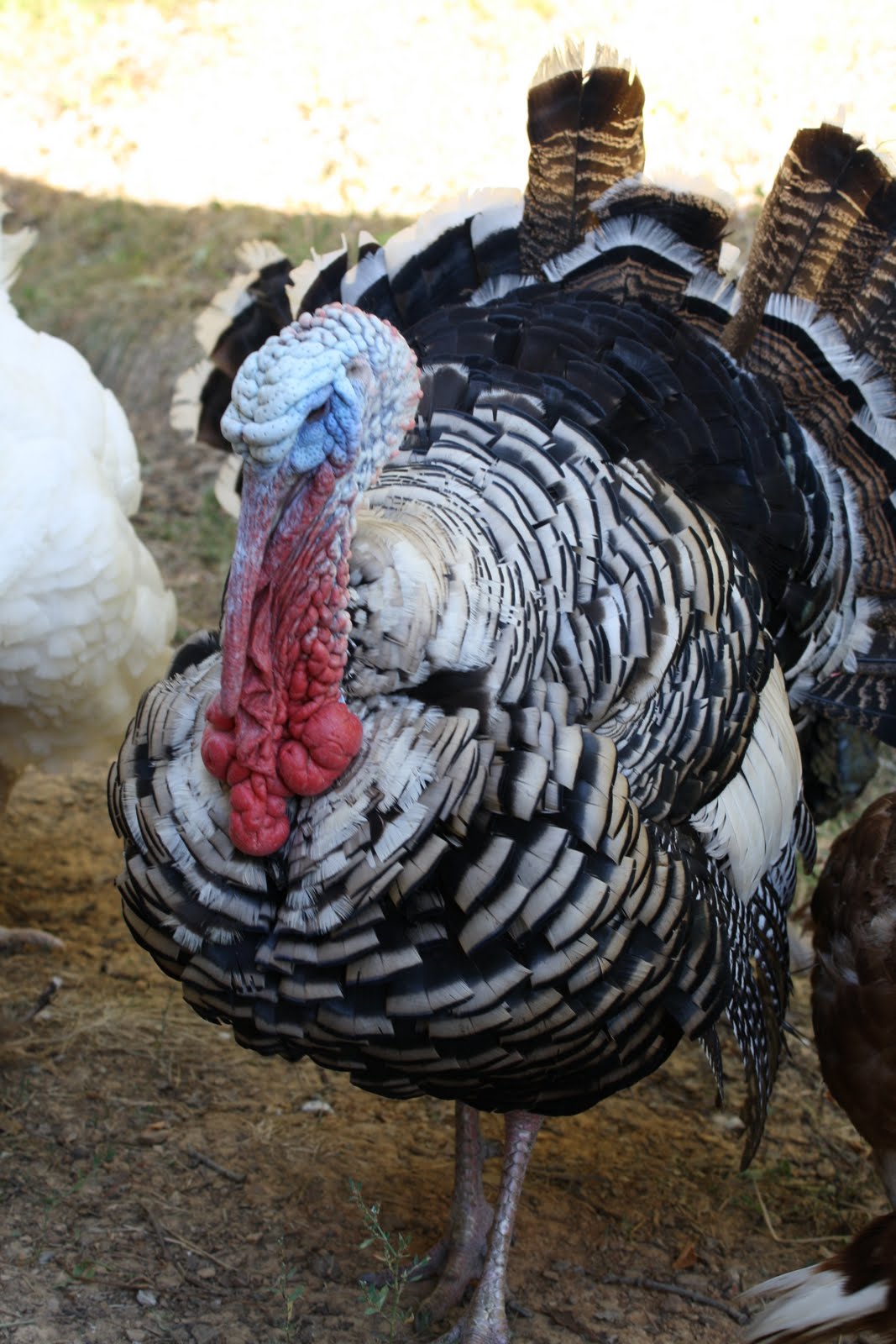 Across the Creek Farm Heritage Breed Turkeys