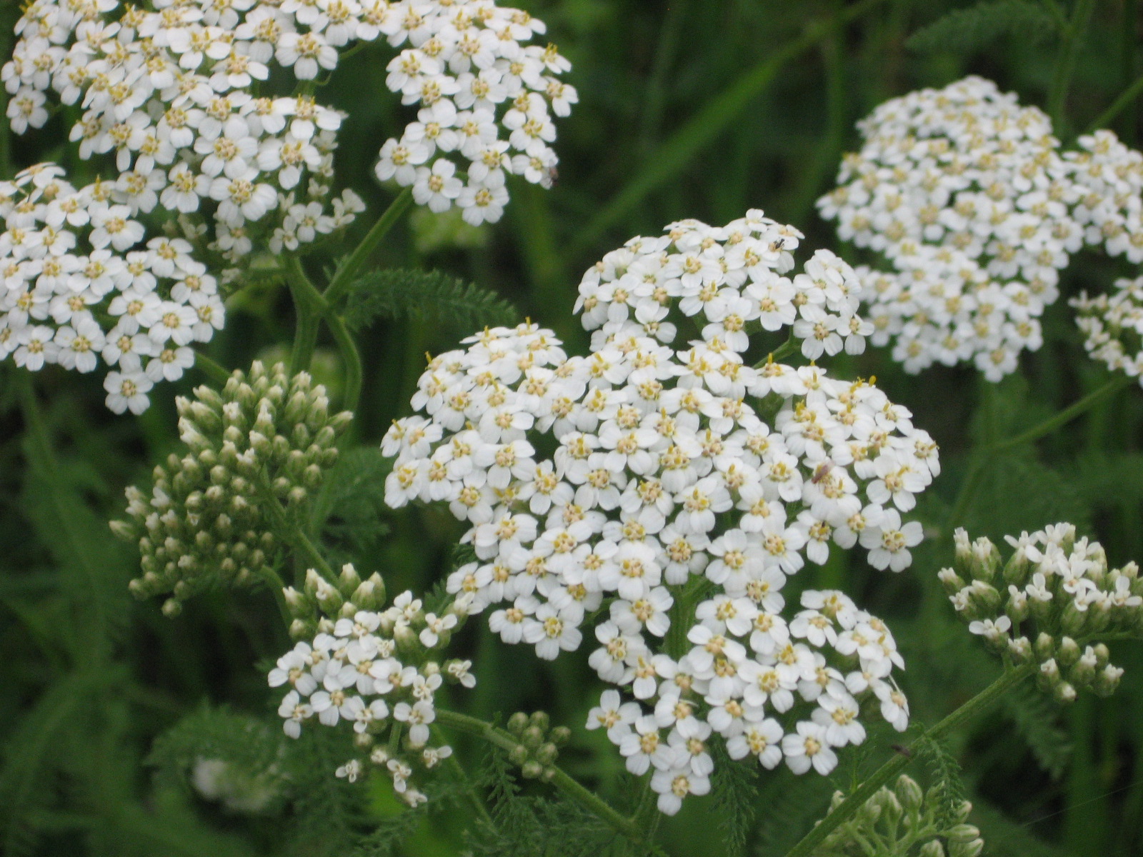 Prairie Places