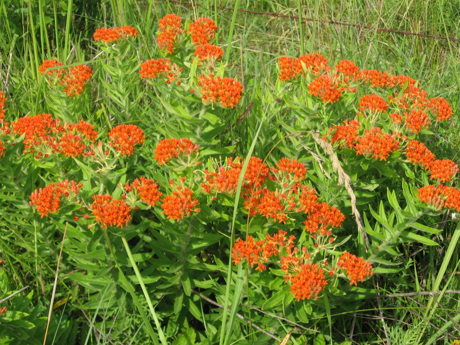 Prairie Places: Butterfly Weed