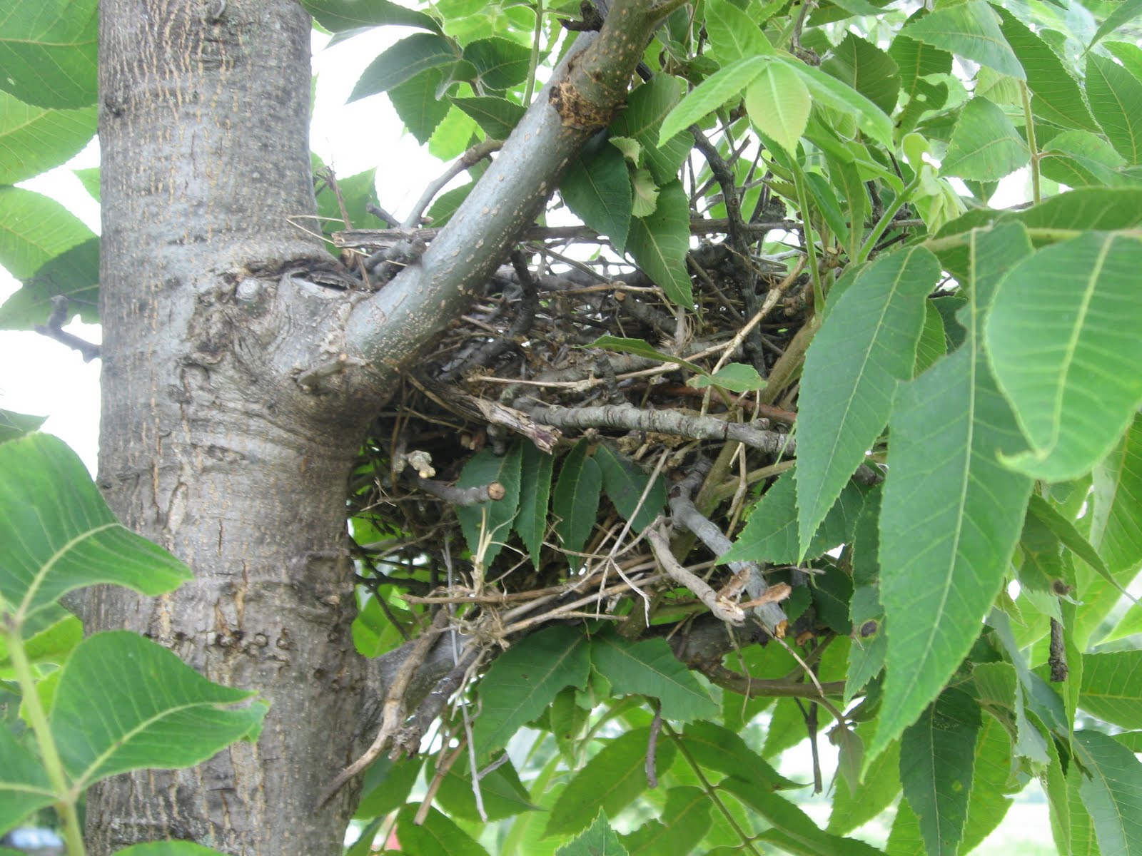 Prairie Places: Mockingbird Nest