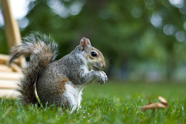 [squirrel.jpg]