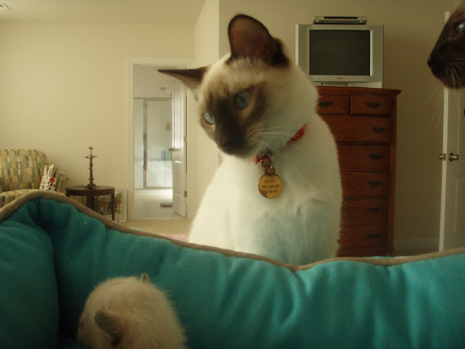 Ruby still doesn't know what to make of the kittens