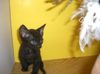 black Devon male, curly coat  kitten