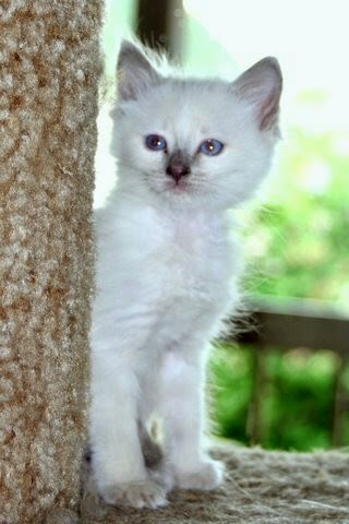 Our dear friend Kathy, of Kathy's Country Siamese and Balinese has one lilac male available now.