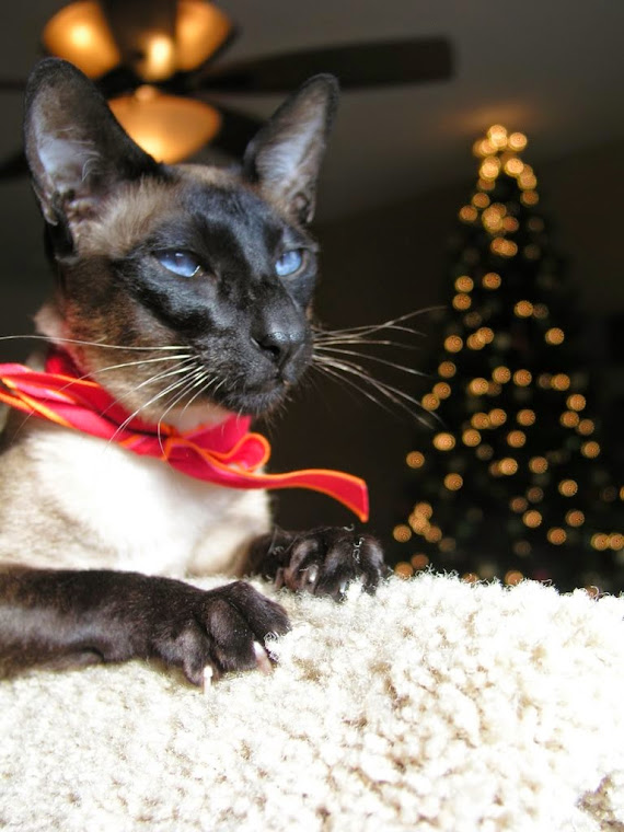 Carolina Blues Cattery would like to wish all of our blog viewers a very Happy Holiday season!