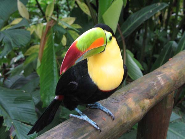Tucan.jpg