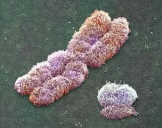 Genetista, una especialidad en el limbo