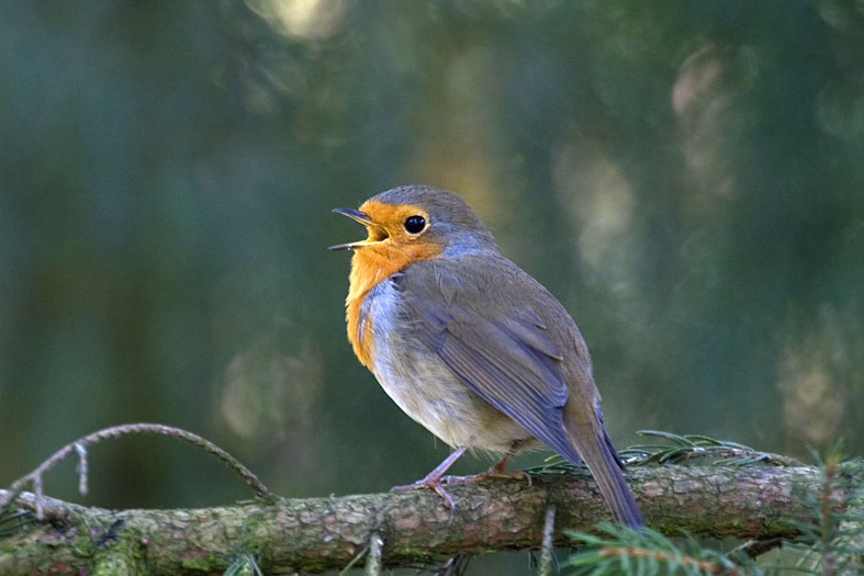 [287_MG_9373-robin.jpg]