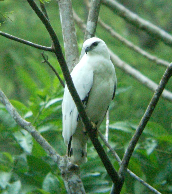 fanletebud deformed white tiger pictures