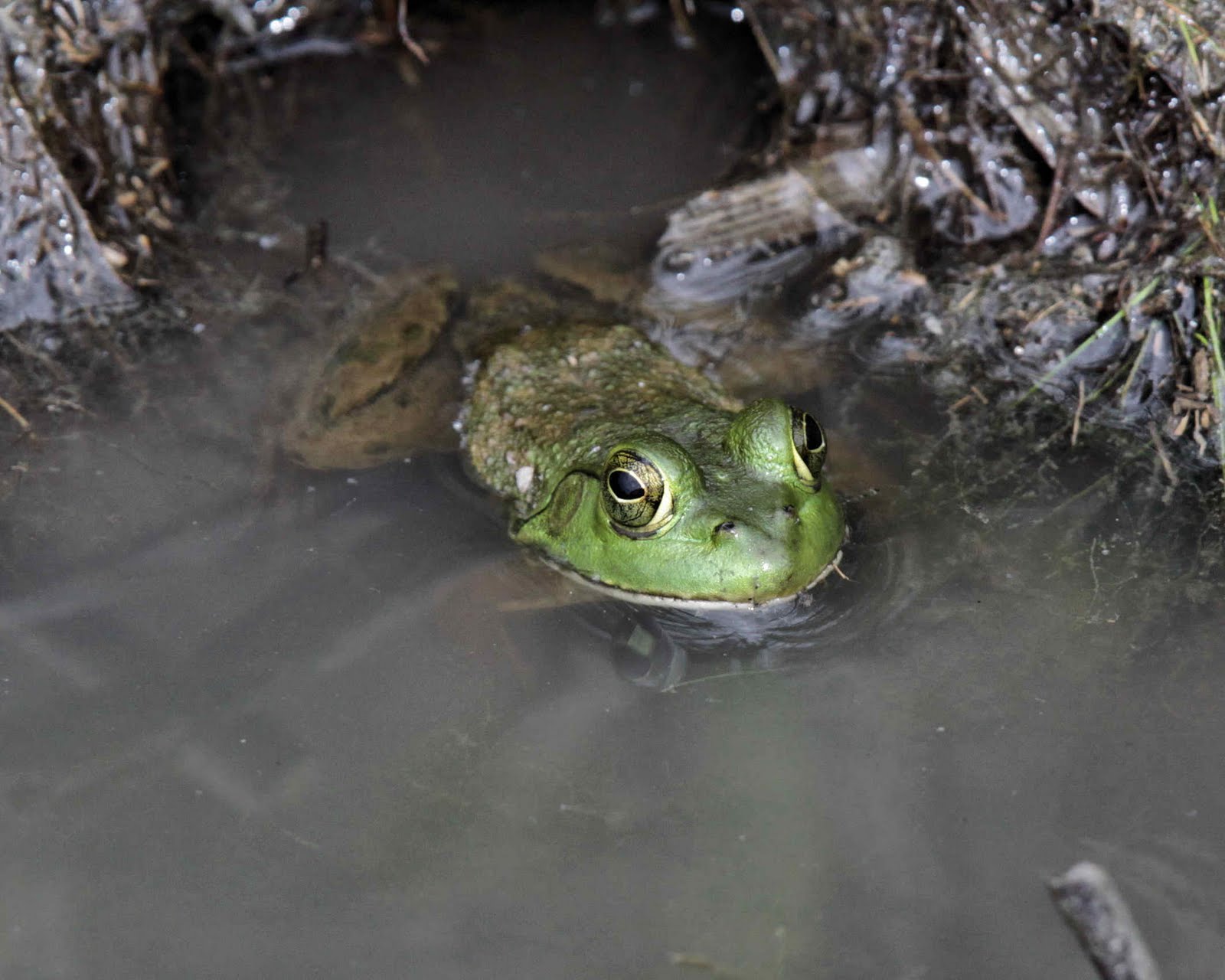 Birds from Behind : I Don't Give A Frogs Fat Fanny!...