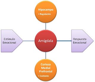 Esquema de función de la amígdala en la respuesta emocional