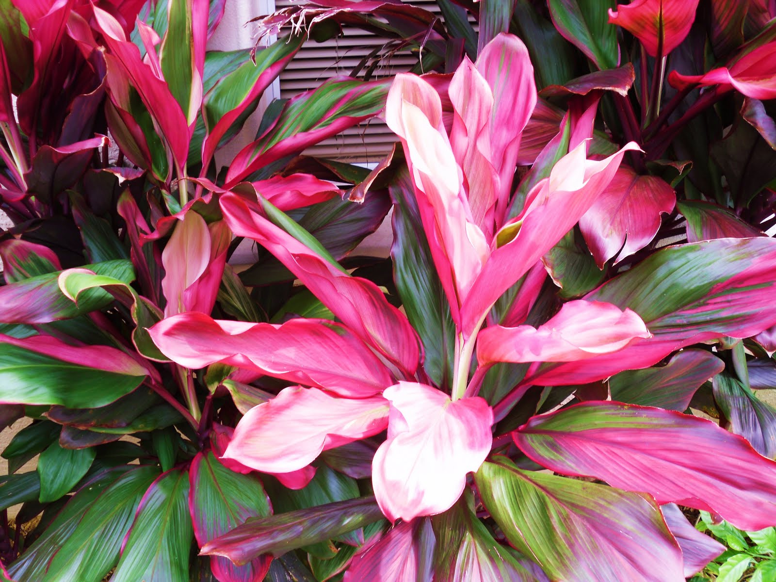 Jupiter Real Estate and Lifestyle: Hawaiian Ti brings fabulous color to ...