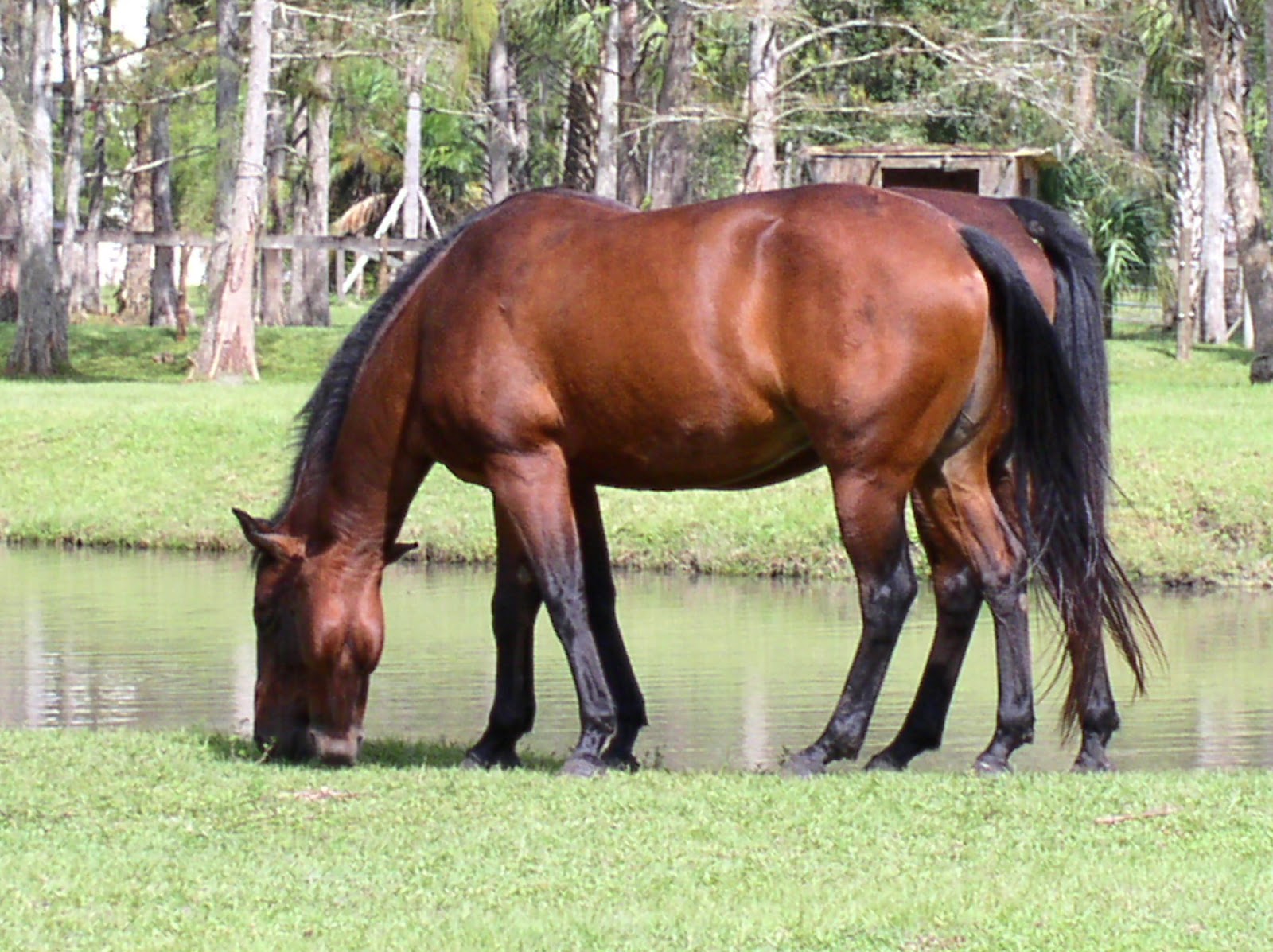 Jupiter Farms, homes and lifestyle Jupiter Farms homes for sale,