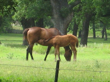 Horses at Bessent Orchard