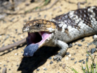 blue-tongue-skink.jpg