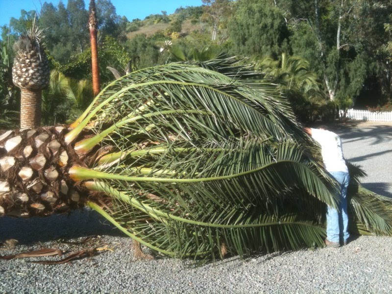 Gregory Palm Farms CALL GREGORY PALM FARMS, THE PROFESSIONALS, WITH