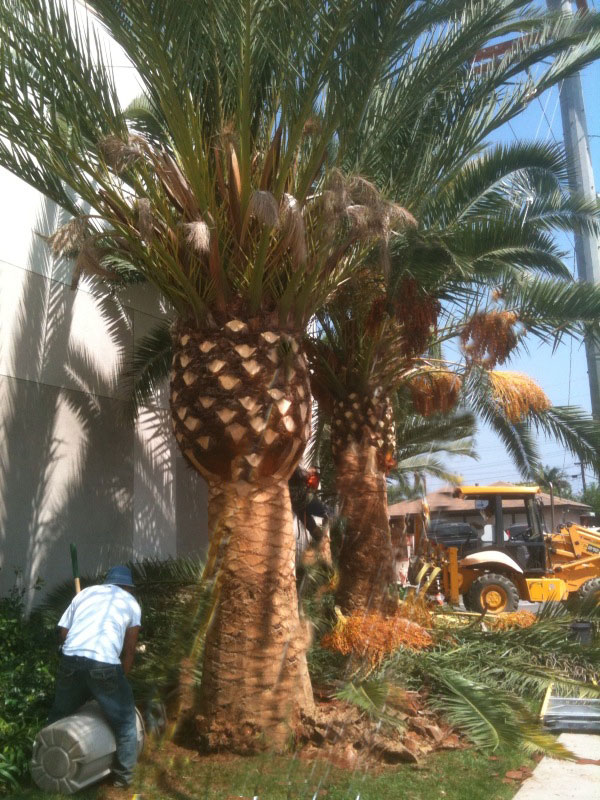 Gregory Palm Farms Listen to Those happy Canary Palm Trees Sing