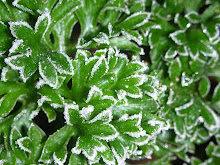 Trusty ole frost hardy parsley