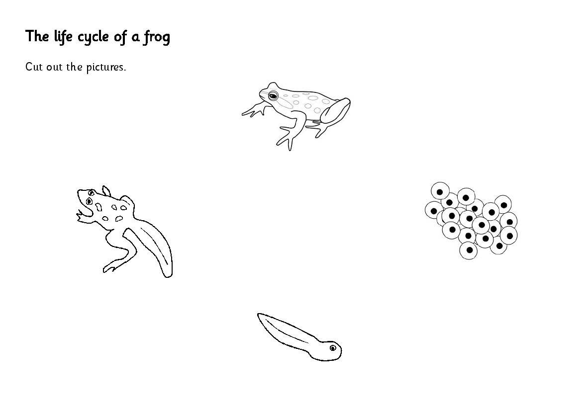 Frog life cycle coloring pages