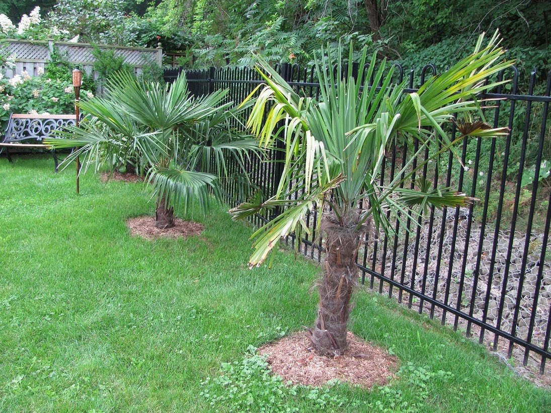 Niagara Tropicals: 09/01/2010 - 10/01/2010