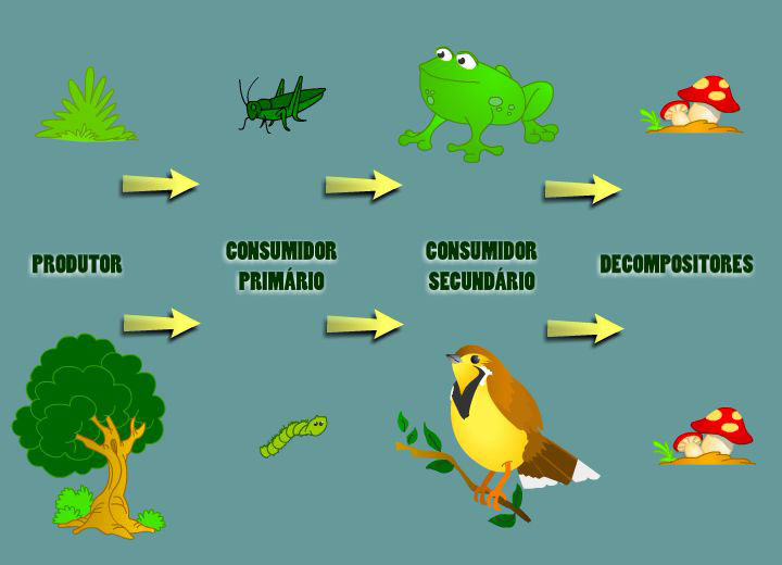 Blog do Edu Ambiental Cadeia alimentar Blog do Edu Ambiental Cadeia alimentar