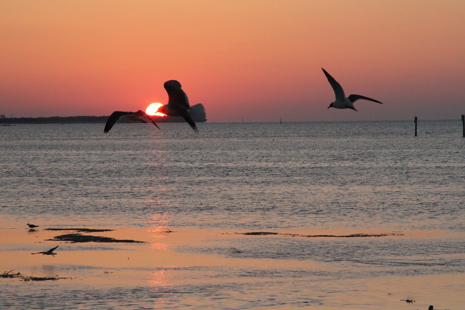 PJAMma Gramma Sunrise, Key West