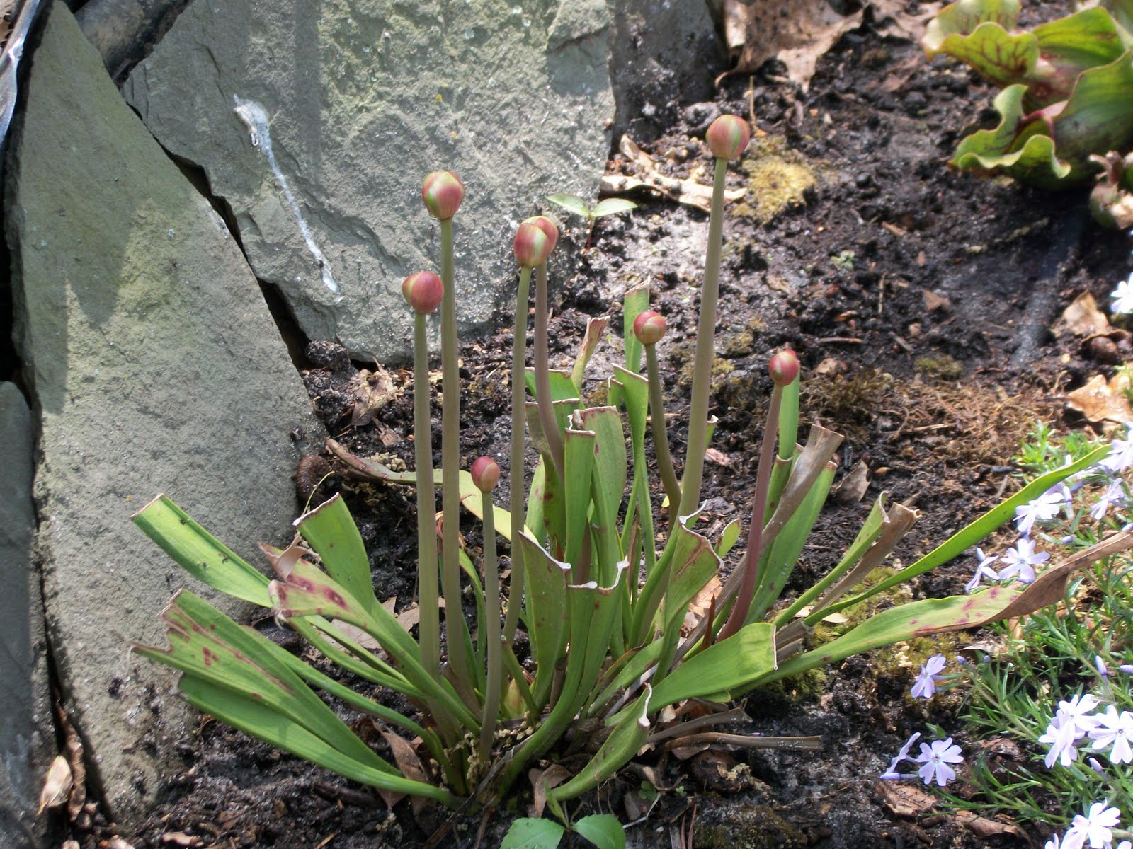Pond Chronicles: The Glory of Spring