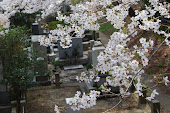 Blossoms in a Graveyard