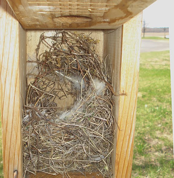 Pepin County Bluebirds House Sparrow Nest in Box 1
