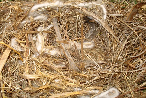 Pepin County Bluebirds: House Sparrow Nest in Box #1