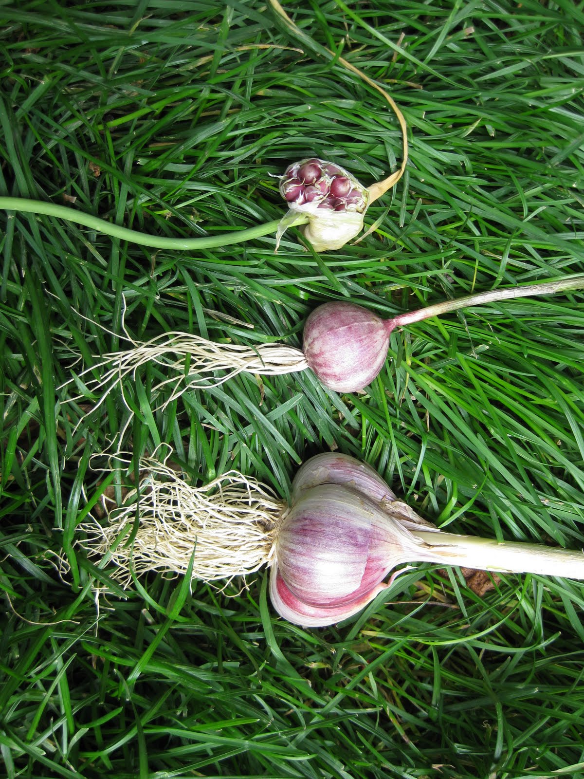 McClure Fellowship of Gardeners� Blog GARLIC
