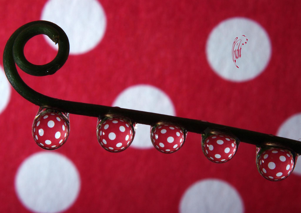 Circle dream dot. Circle Dream Dot 3d. Dream Dot Alice. Circle Dream Dot Alice