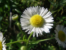 Weeds, Pretty Daisy Form