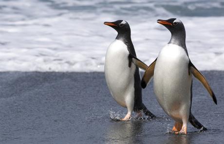 [penguins_gays.jpg]